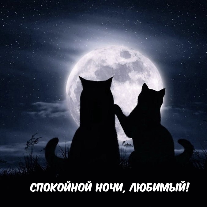 Спокойной ночи, любимый!