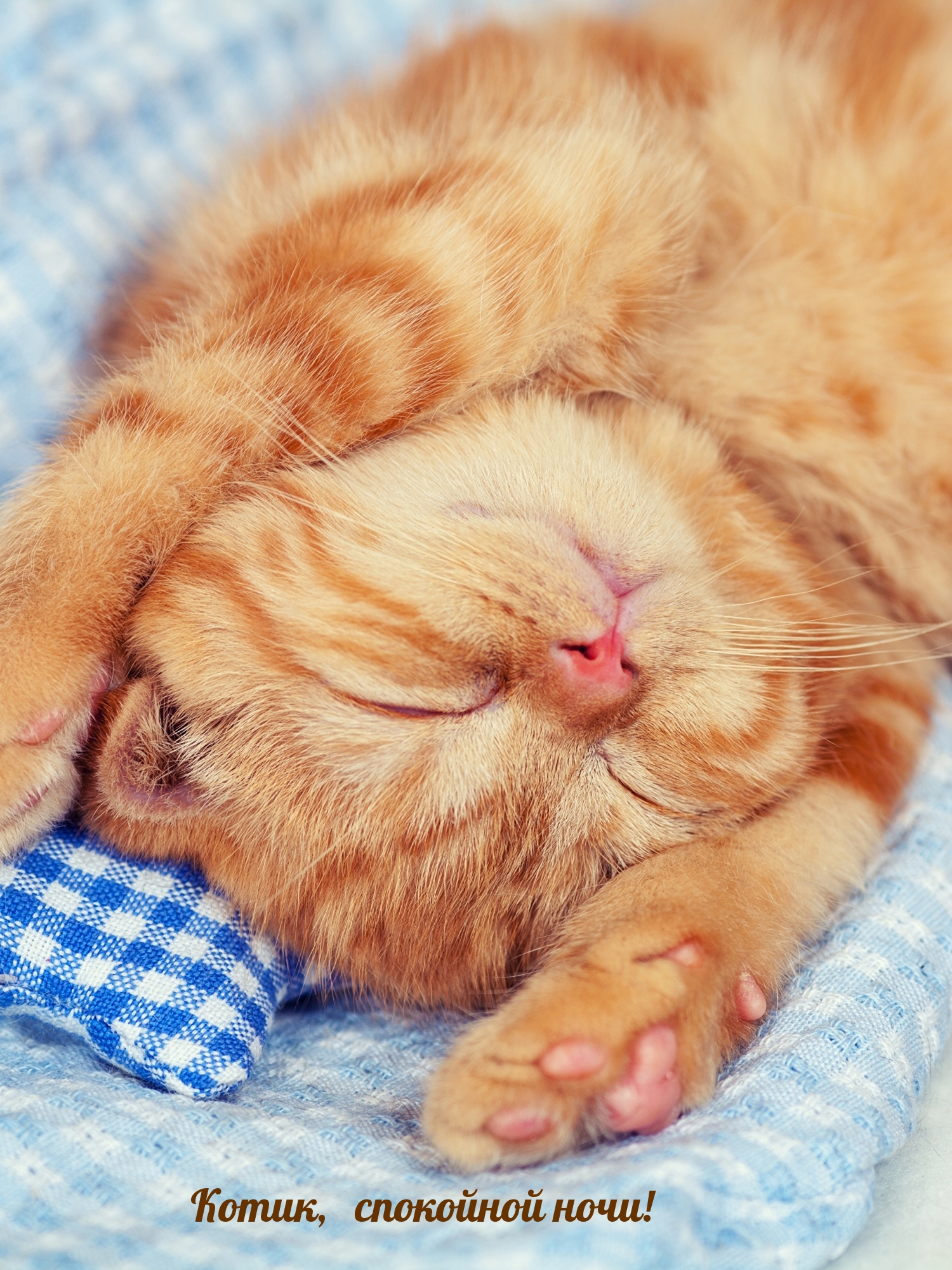 Котик, спокойной ночи!