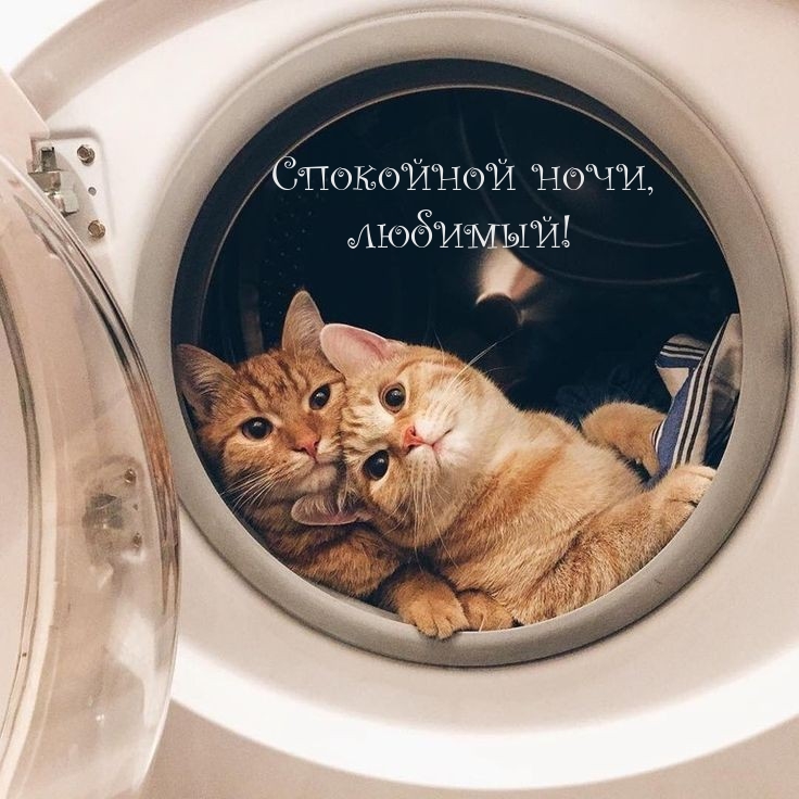 Спокойной ночи, любимый!
