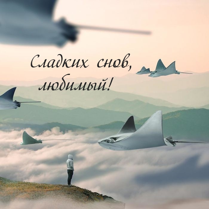 Сладких снов, любимый!