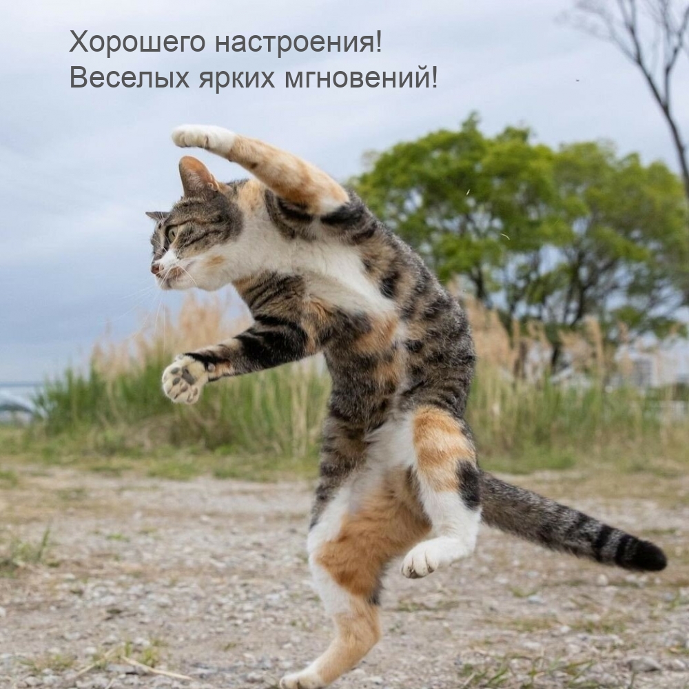 Хорошего настроения! Веселых ярких мгновений!