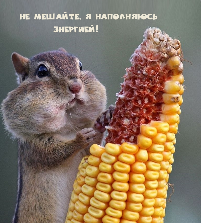 Картинка - Не мешайте, я наполняюсь энергией!.