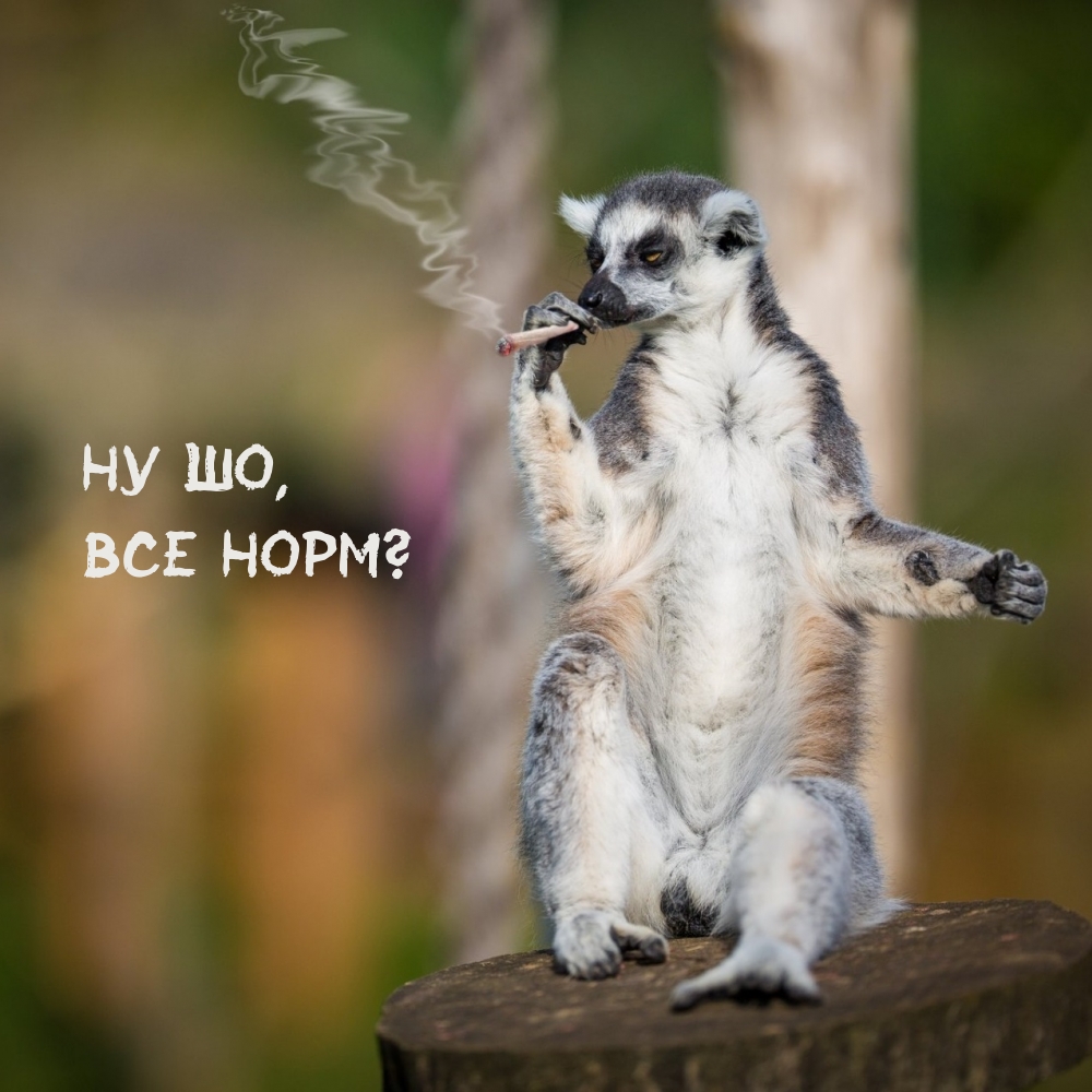 Ну шо, все норм?