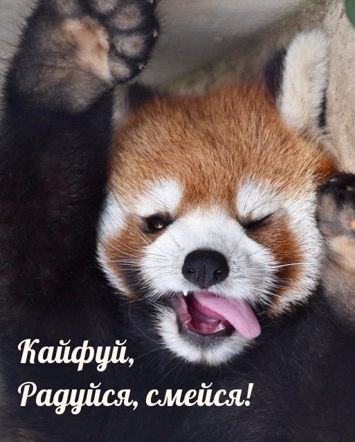 Кайфуй, Радуйся, смейся!