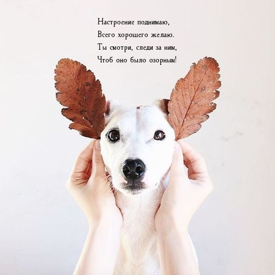 Настроение поднимаю, всего хорошего желаю.