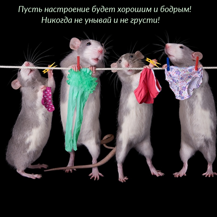 Пусть настроение будет хорошим! Никогда не унывай и не грусти!