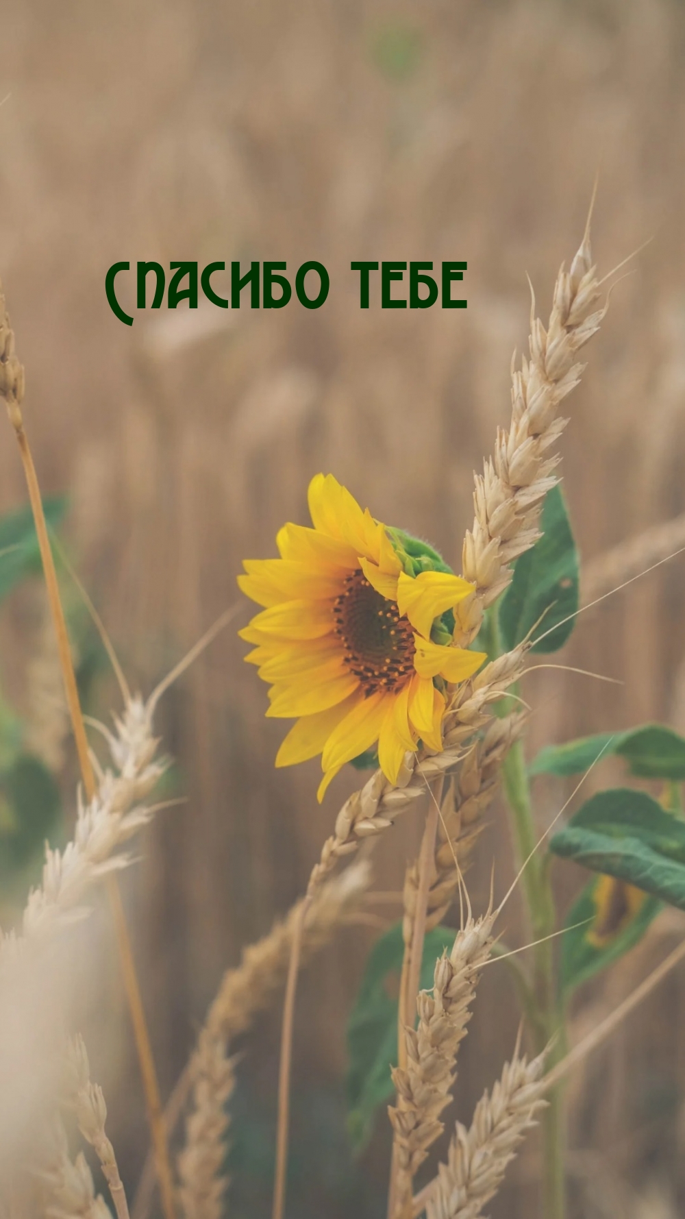 Спасибо тебе