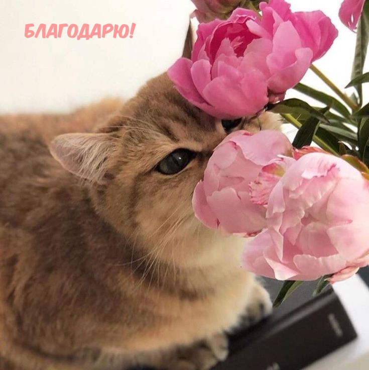 Благодарю!