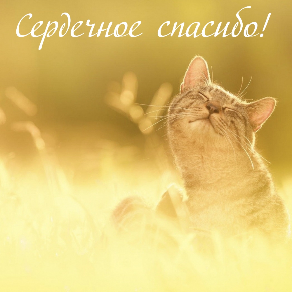Сердечное спасибо!