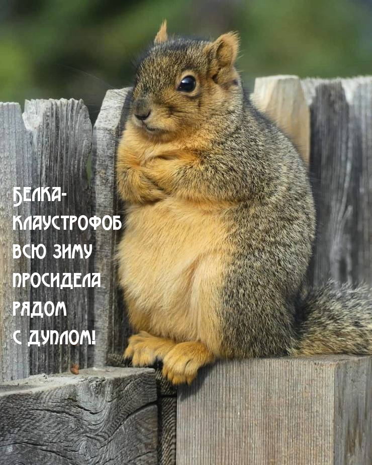 Белка- клаустрофоб всю зиму просидела рядом с дуплом!