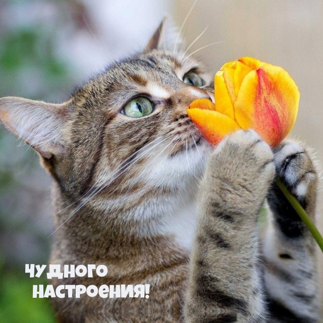 Чудного Настроения!