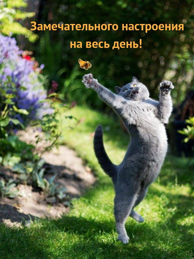 Замечательного настроения на весь день!