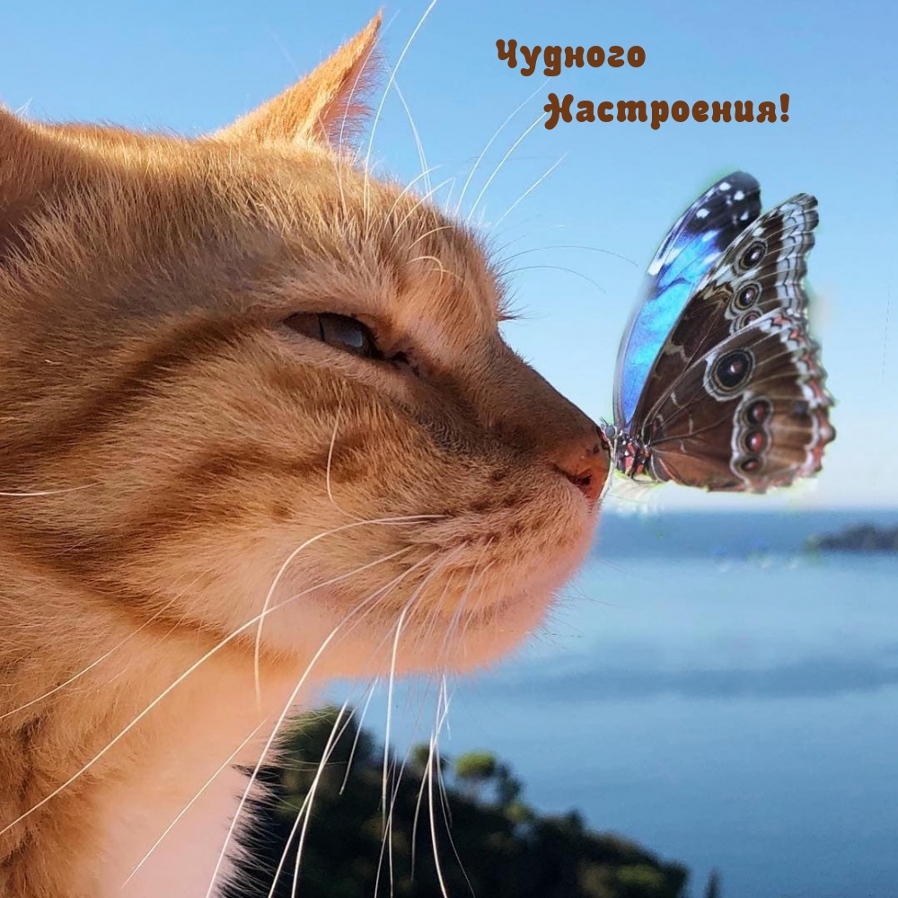 Чудного Настроения!