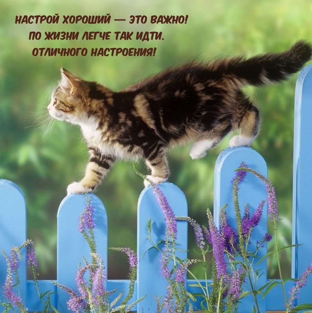 Настрой хороший — это важно! По жизни легче так идти.
