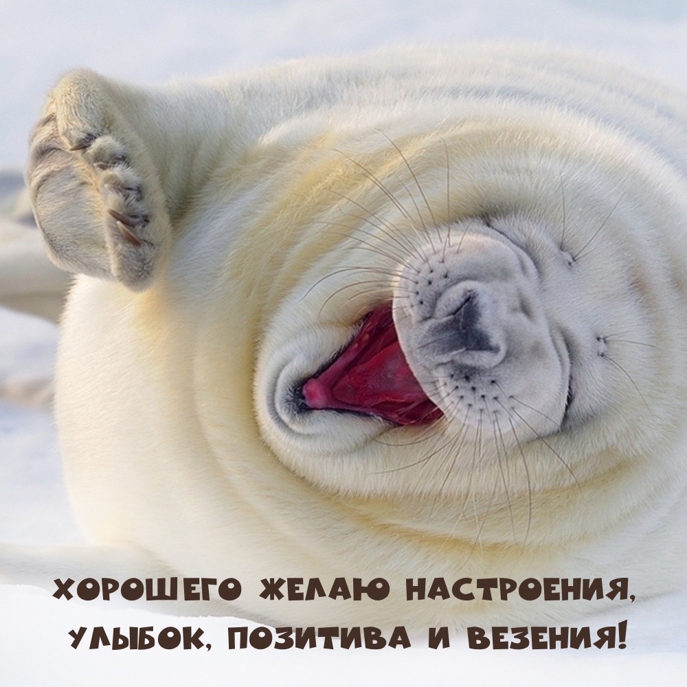 Хорошего желаю настроения, Улыбок, позитива и везения!