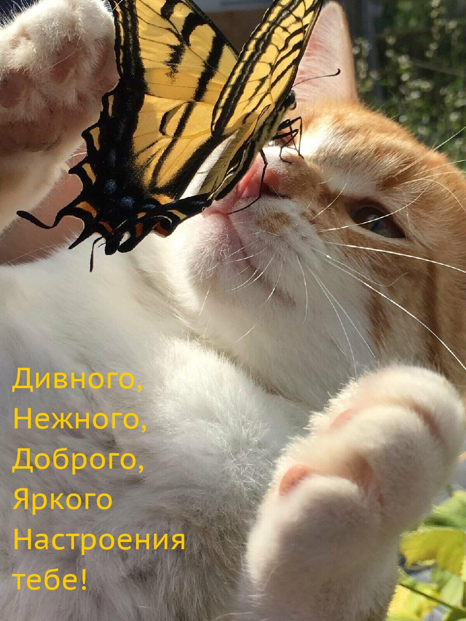 Дивного, Нежного, Доброго, Яркого Настроения тебе!
