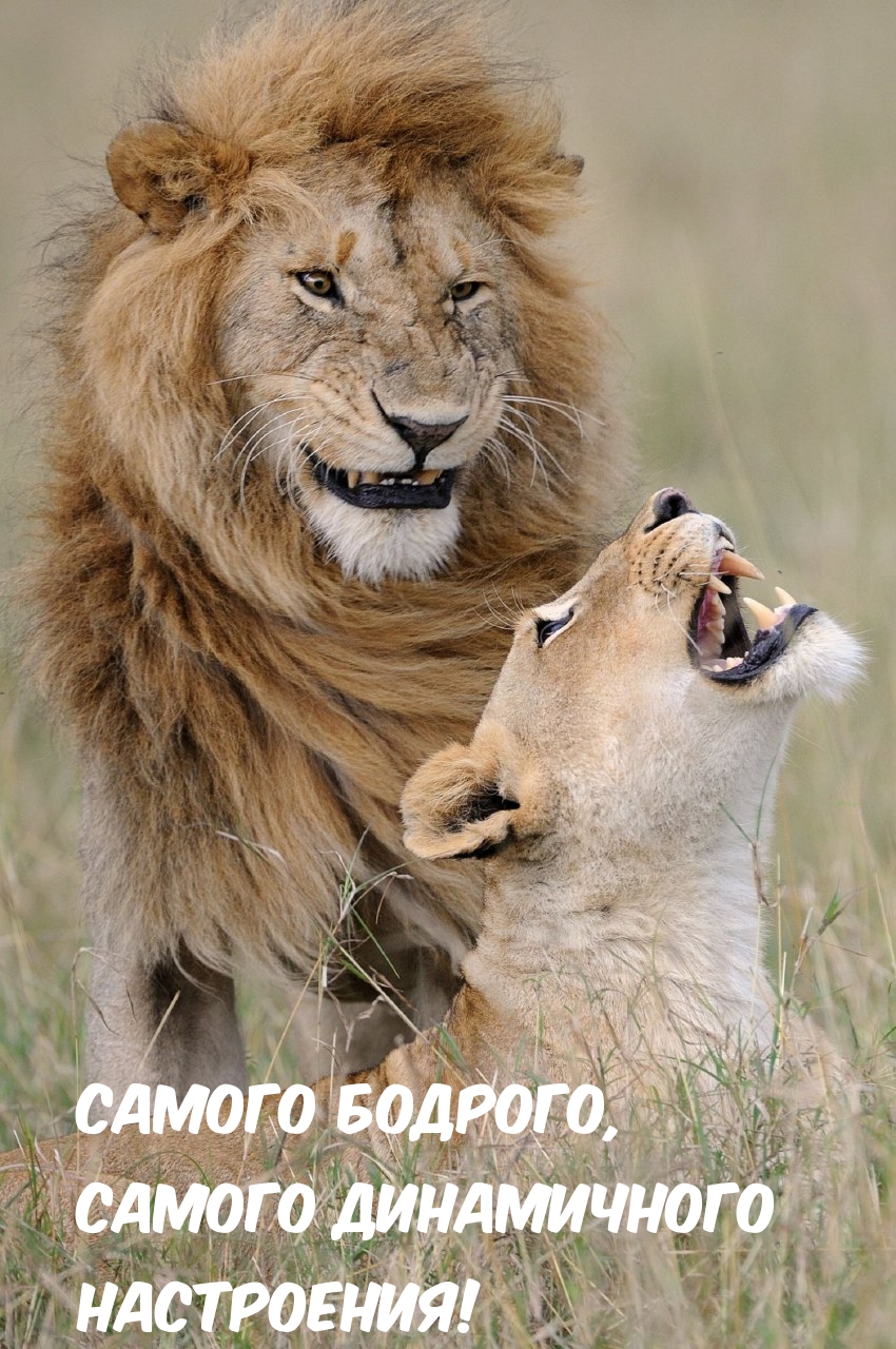 Самого Бодрого, Самого Динамичного Настроения!