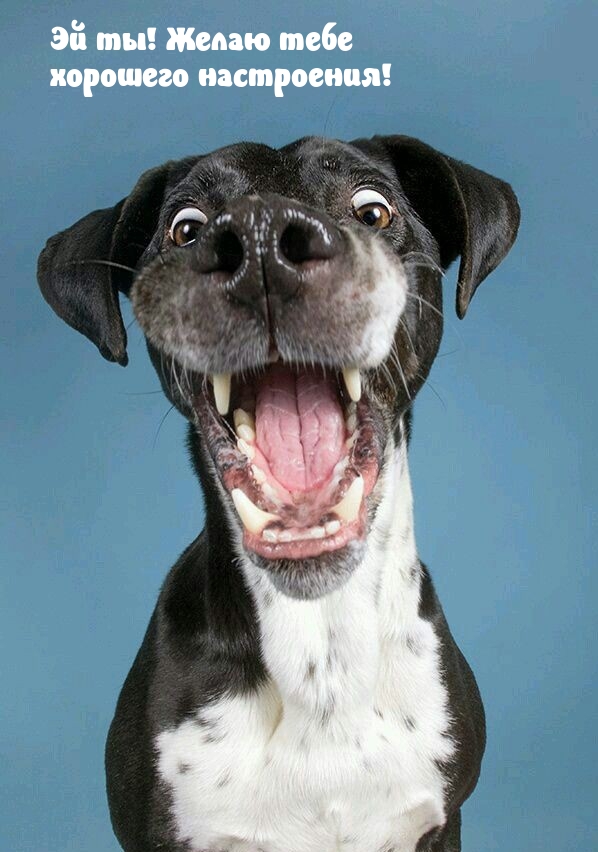 Эй ты! Желаю тебе хорошего настроения!