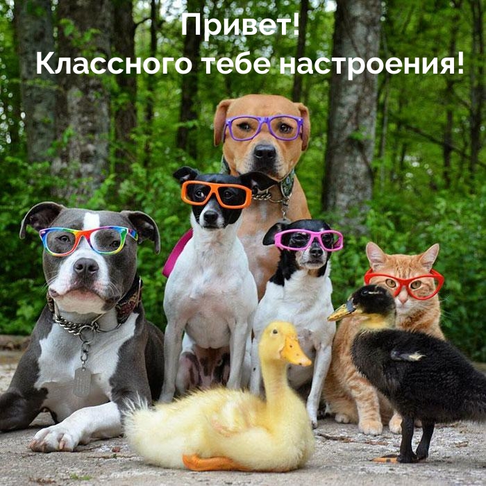 Привет! Классного тебе настроения!
