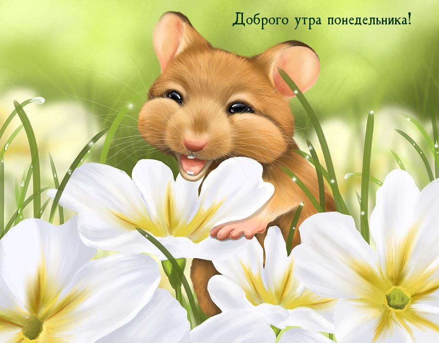 Доброго утра понедельника!