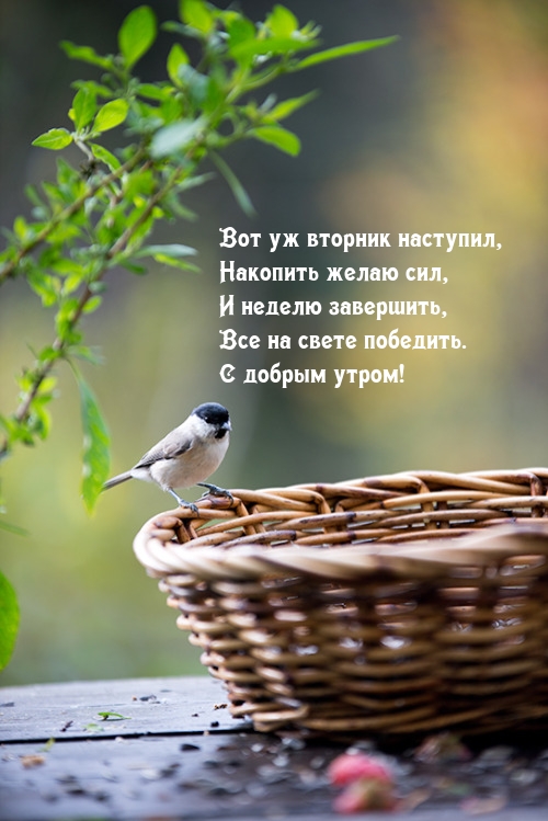 Вот уж вторник наступил, накопить желаю сил