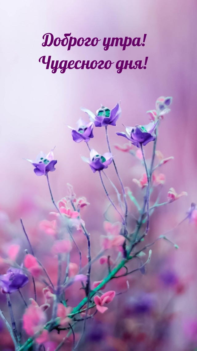 Картинка - Доброго утра! Чудесного дня!.