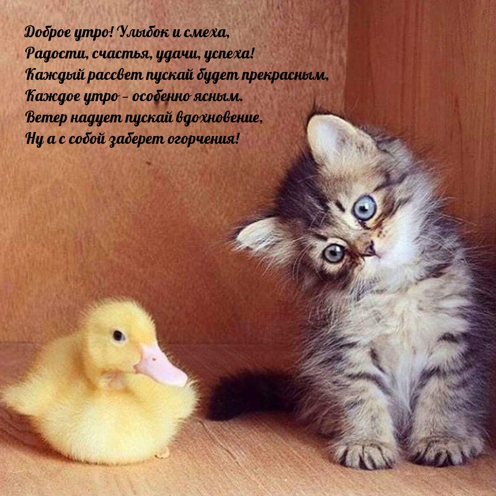 Доброе утро! Улыбок и смеха, радости, счастья, удачи, успеха!