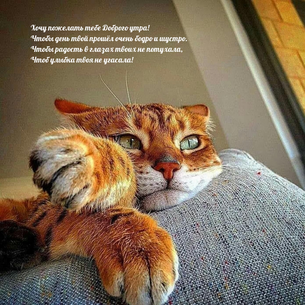 Хочу пожелать тебе Доброго утра! Чтобы день прошёл бодро и шустро.