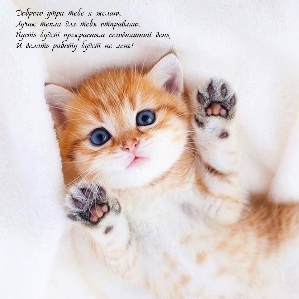 Доброго утра тебе я желаю, лучик тепла для тебя отправляю.