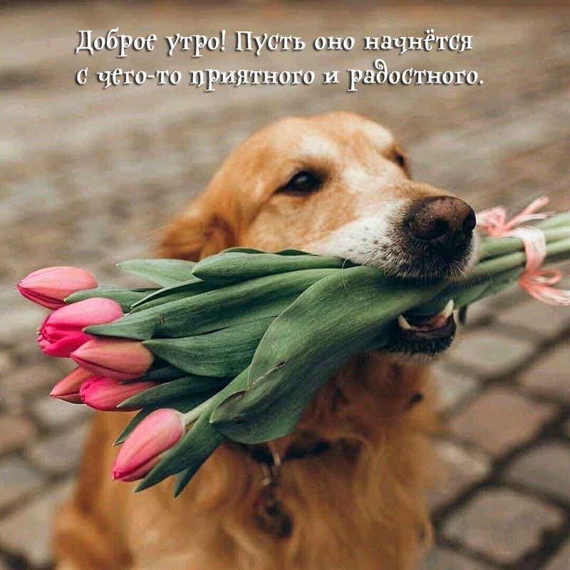 Доброе утро. Пусть оно начнётся с чего-то приятного и радостного.