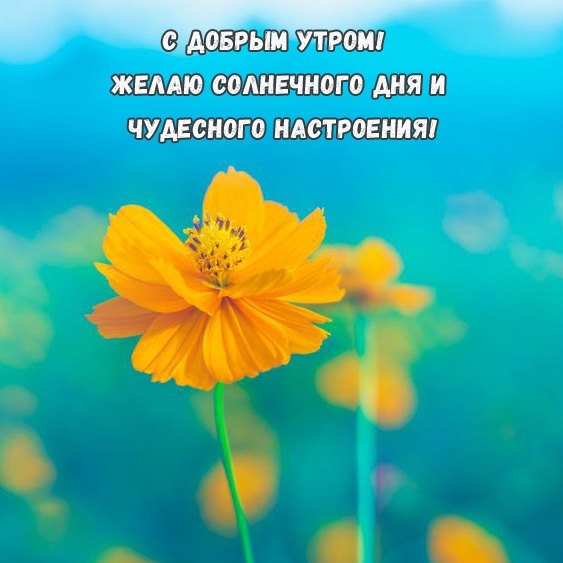 С добрым утром! Желаю солнечного дня и чудесного настроения!