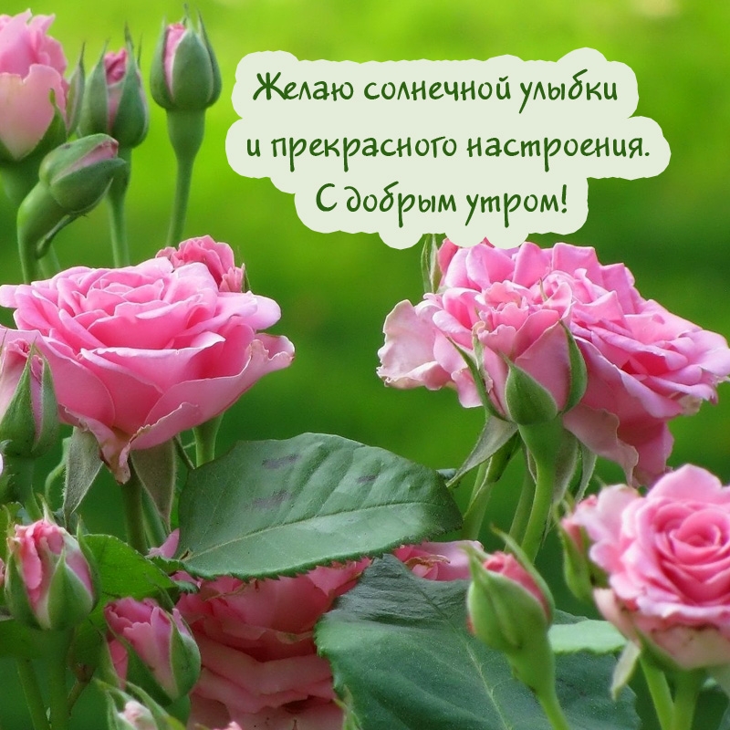 Солнечной улыбки и прекрасного настроения.  С добрым утром!