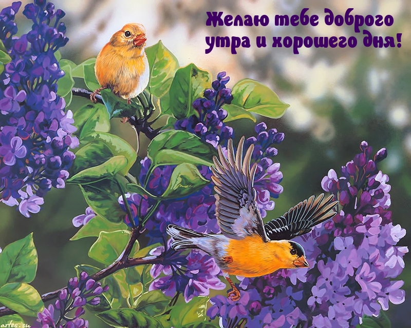 Желаю тебе доброго утра и хорошего дня!