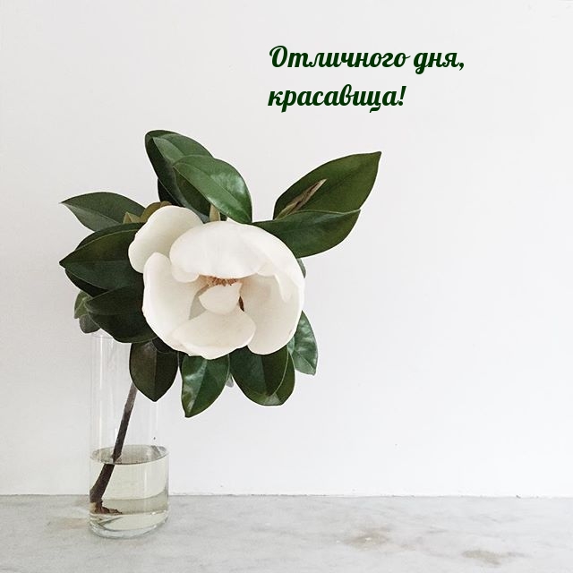 Отличного дня, красавица!