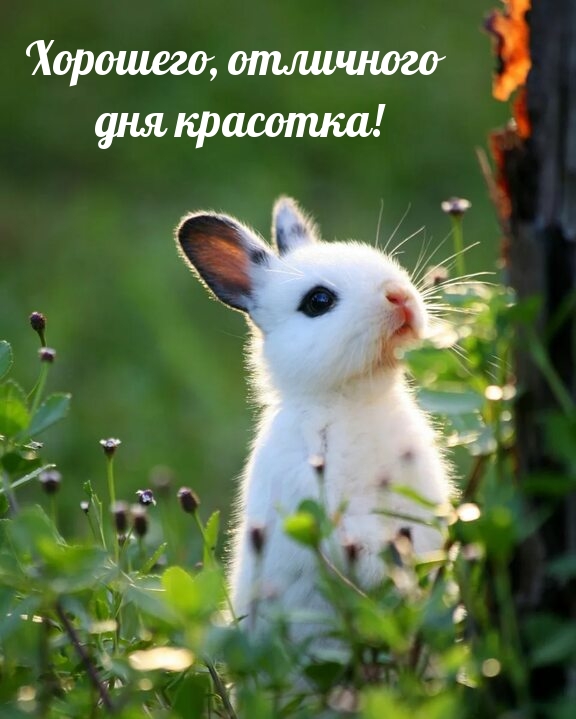 Хорошего, отличного дня красотка!