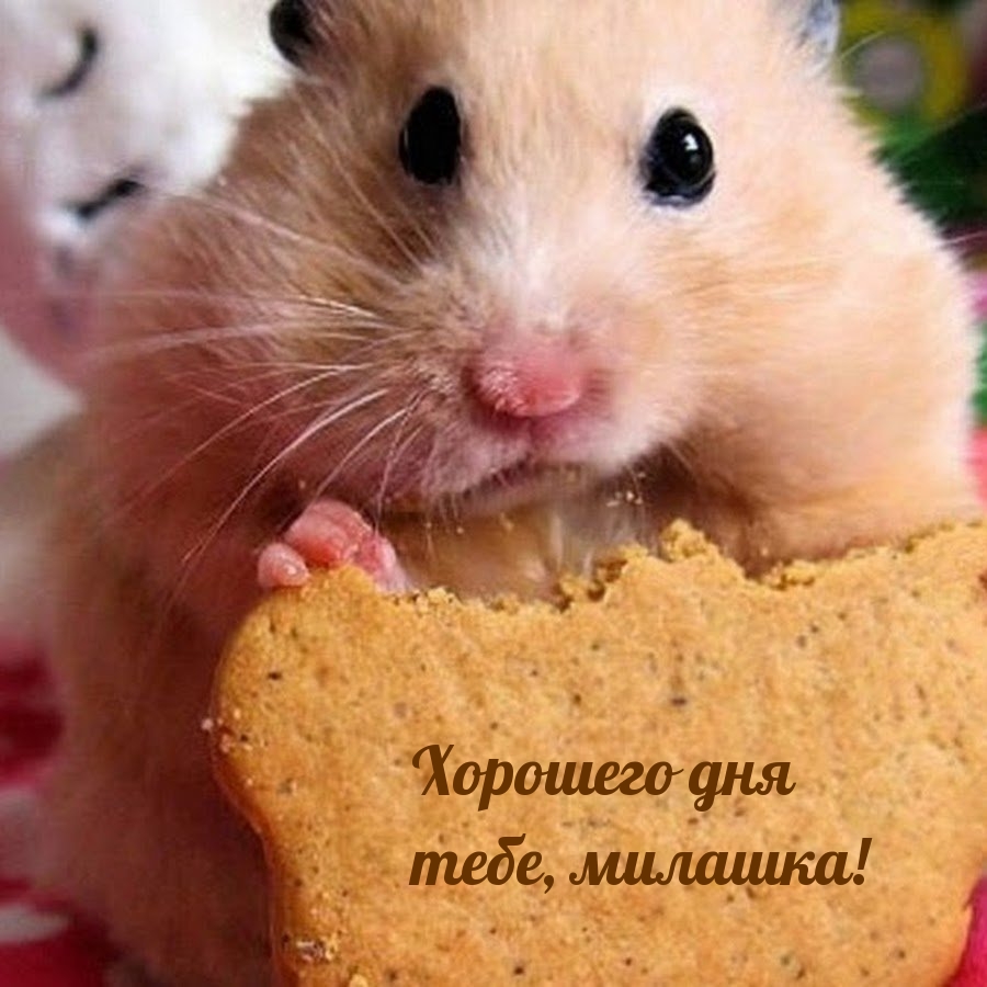 Хорошего дня тебе, милашка!