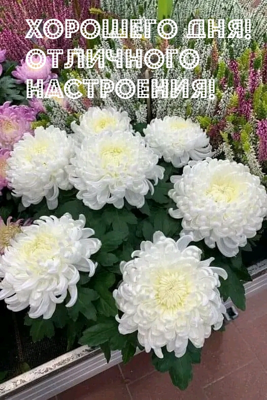 Хорошего дня! Отличного настроения!