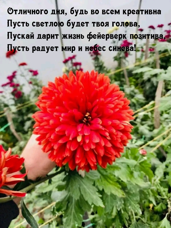 Отличного дня, будь во всем креативна