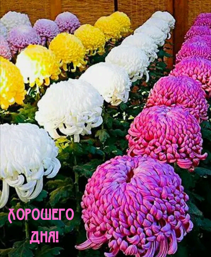 Хорошего дня!
