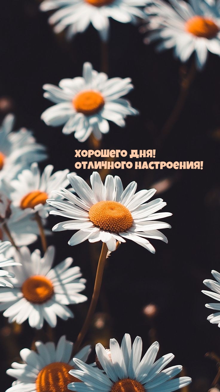 Хорошего дня! Отличного настроения!