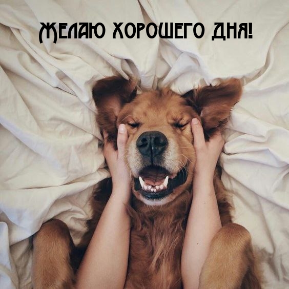 Желаю хорошего дня!