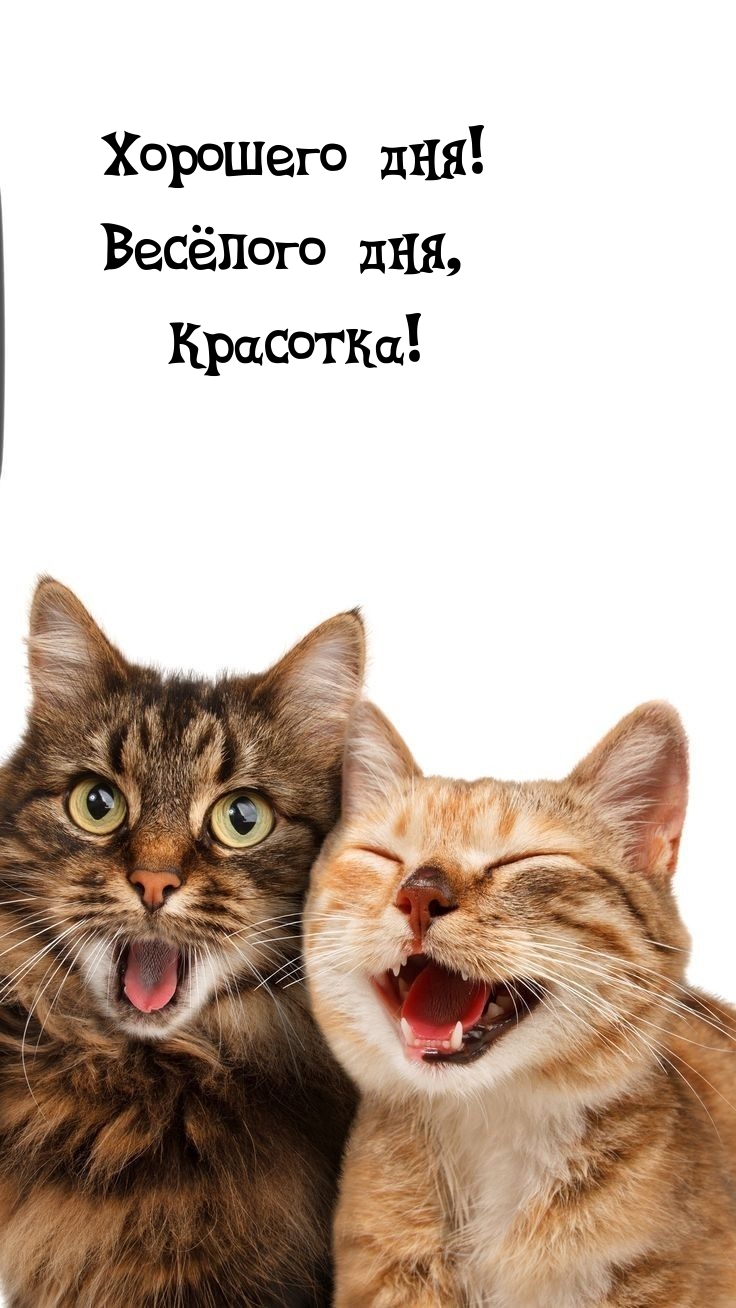 Хорошего дня! Весёлого дня, Красотка!