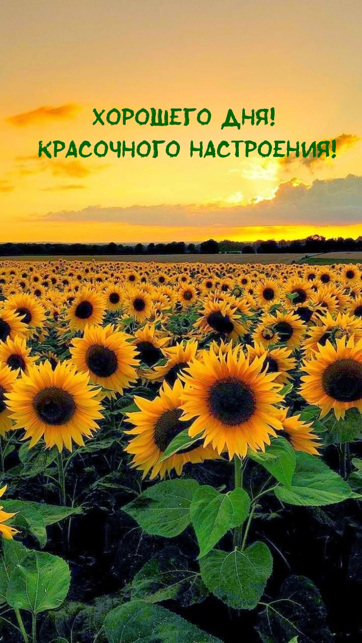 Хорошего дня! Красочного настроения!