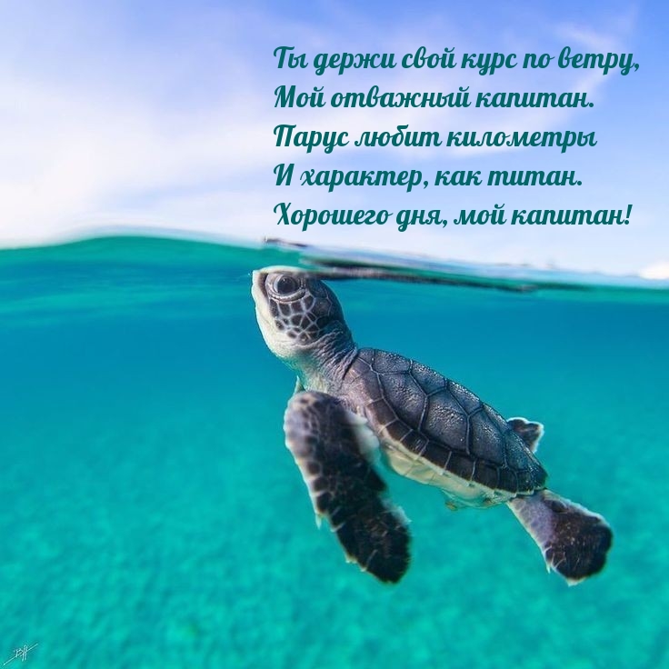 Хорошего дня, мой капитан! Ты держи свой курс по ветру