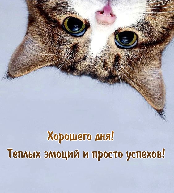 Хорошего дня! Теплых эмоций и просто успехов!