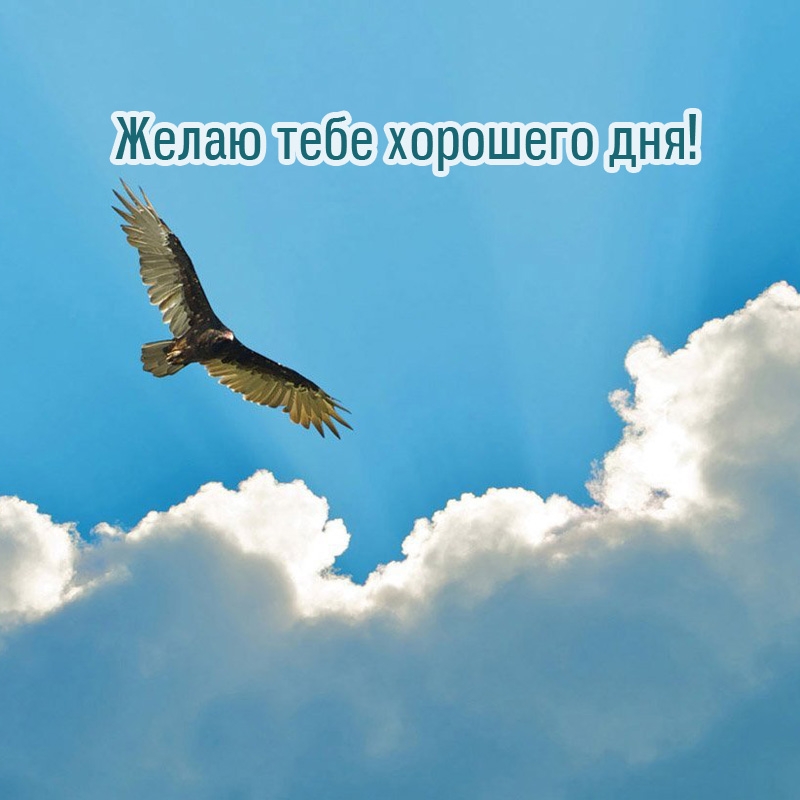 Желаю тебе хорошего дня!