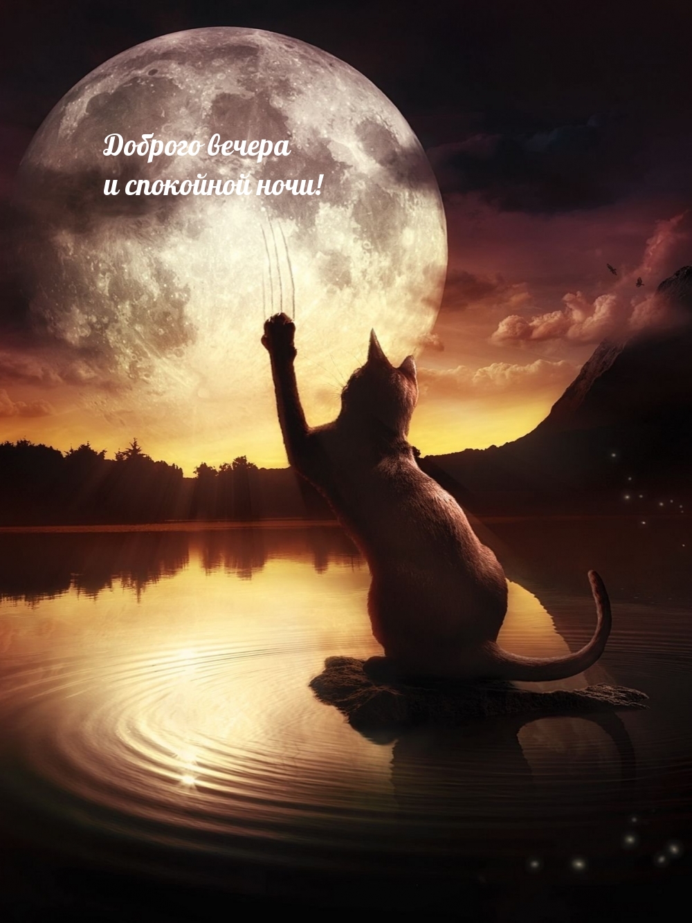 Доброго вечера и спокойной ночи!