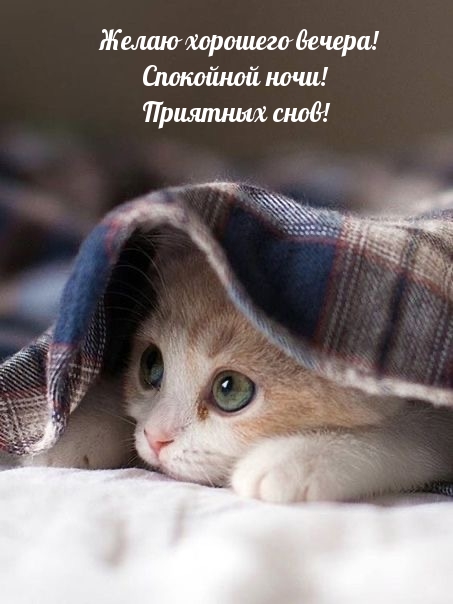 Желаю хорошего вечера! Спокойной ночи! Приятных снов!
