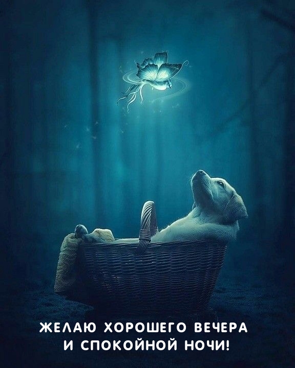 Желаю хорошего вечера и спокойной ночи!