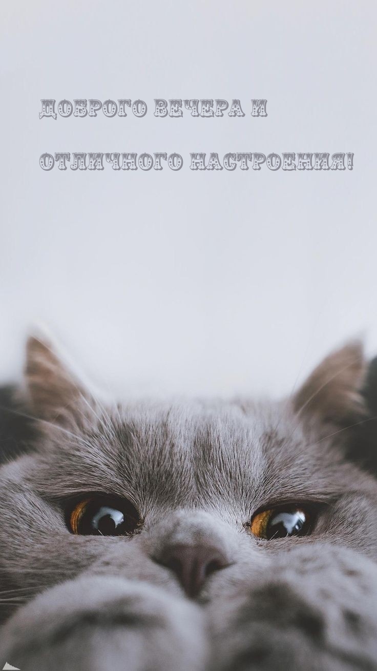 Доброго вечера и отличного настроения!